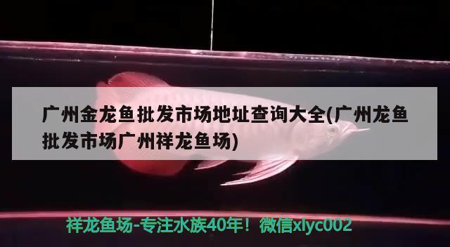 广州金龙鱼批发市场地址查询大全(广州龙鱼批发市场广州祥龙鱼场) 龙鱼批发