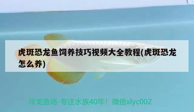 去三亚玩三天二夜，有推荐什么好玩的地方，疯狂骑士团4级水族箱放什么鱼最好 鱼缸/水族箱 第1张