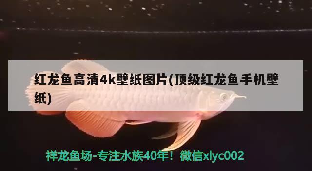 红龙鱼高清4k壁纸图片(顶级红龙鱼手机壁纸) 暹罗巨鲤