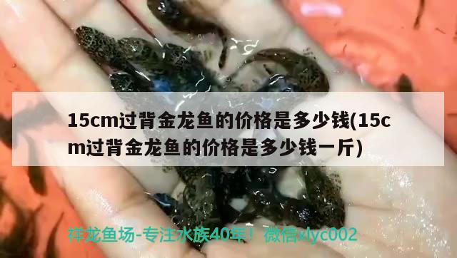 高背金龙鱼用什么颜色的灯最好呢(高背金龙鱼用什么颜色的灯最好呢视频) 高背金龙鱼