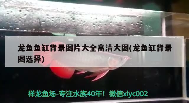 龙鱼缸多高最好看：龙鱼鱼缸高度 广州水族批发市场 第3张