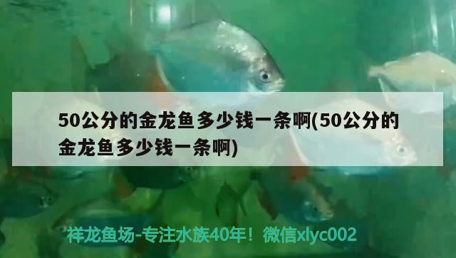 50公分的金龙鱼多少钱一条啊(50公分的金龙鱼多少钱一条啊) 白玉红龙鱼