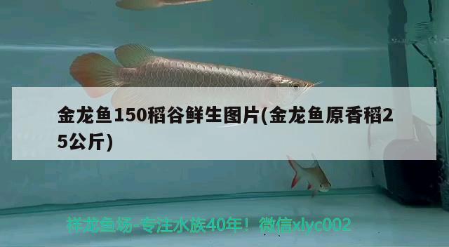 塔城水族批发市场地址电话是多少呀 塔城水族批发市场地址电话是多少呀