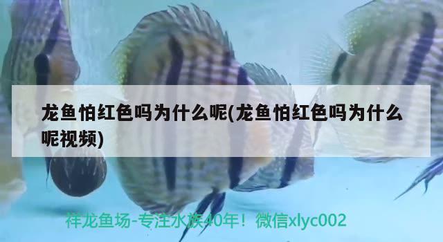 龙鱼缸多高最好看：龙鱼鱼缸高度 广州水族批发市场 第1张