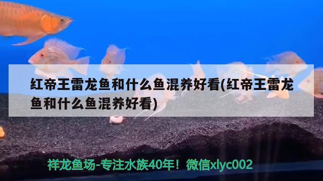 红帝王雷龙鱼和什么鱼混养好看(红帝王雷龙鱼和什么鱼混养好看) 潜水艇鱼