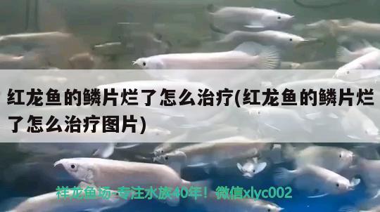 红龙鱼的鳞片烂了怎么治疗(红龙鱼的鳞片烂了怎么治疗图片) 祥龙赫舞红龙鱼