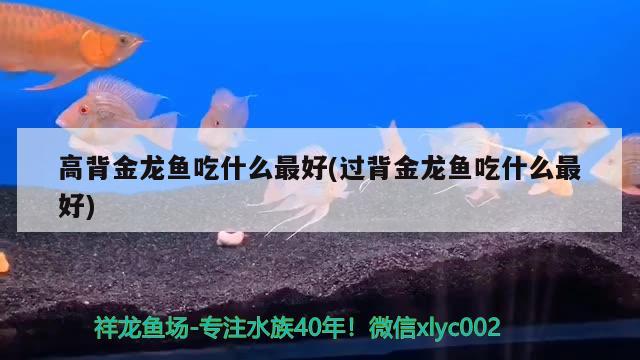 高背金龙鱼吃什么最好(过背金龙鱼吃什么最好)