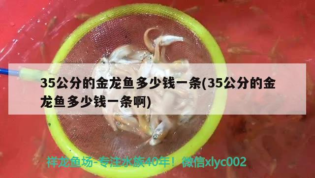 龙鱼眼睛有白色絮状物用什么药治好：龙鱼眼睛有白色絮状物用什么药治好呢