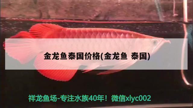 辽源二手鱼缸转让信息最新地址 辽源二手鱼缸转让信息最新地址电话 白条过背金龙鱼