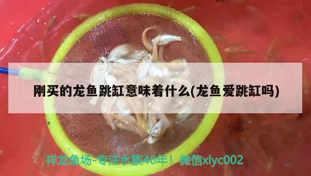 刚买的龙鱼跳缸意味着什么(龙鱼爱跳缸吗) 鱼缸百科