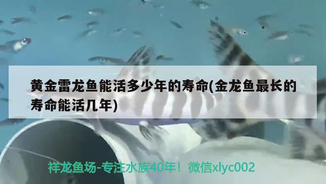 黄金雷龙鱼能活多少年的寿命(金龙鱼最长的寿命能活几年) 观赏龟/鳖饲料