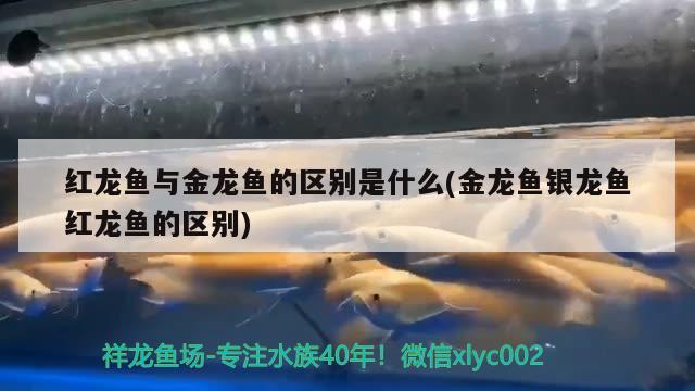 红龙鱼与金龙鱼的区别是什么(金龙鱼银龙鱼红龙鱼的区别) 银龙鱼