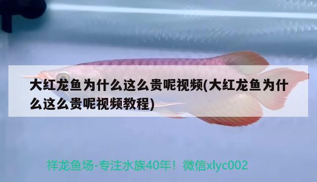 大红龙鱼为什么这么贵呢视频(大红龙鱼为什么这么贵呢视频教程)