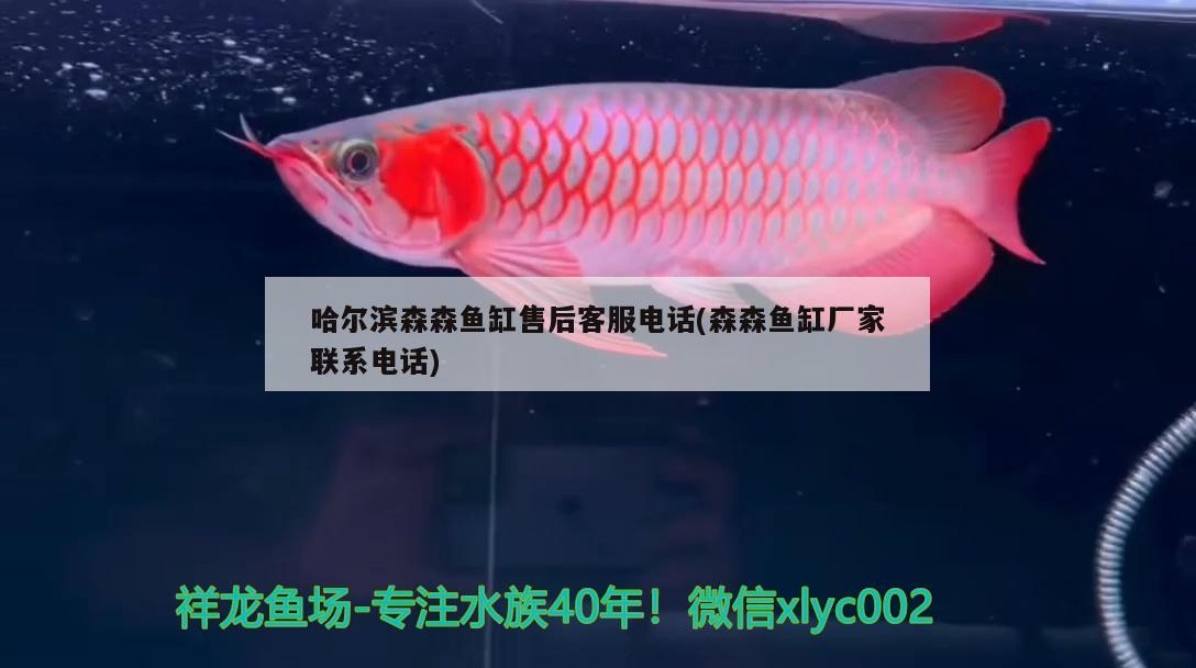 哈尔滨森森鱼缸售后客服电话(森森鱼缸厂家联系电话) 广州水族批发市场