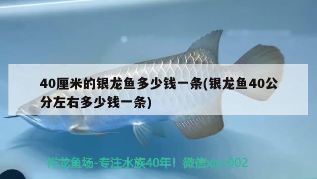 40厘米的银龙鱼多少钱一条(银龙鱼40公分左右多少钱一条) 银龙鱼