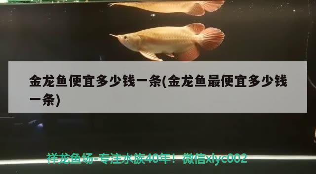 金龙鱼便宜多少钱一条(金龙鱼最便宜多少钱一条) 喂食器