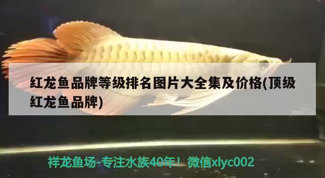 白眼罗汉是什么品种的，火凤凰罗汉鱼是白眼好还是红眼好