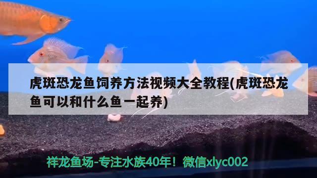 虎斑恐龙鱼饲养方法视频大全教程(虎斑恐龙鱼可以和什么鱼一起养)