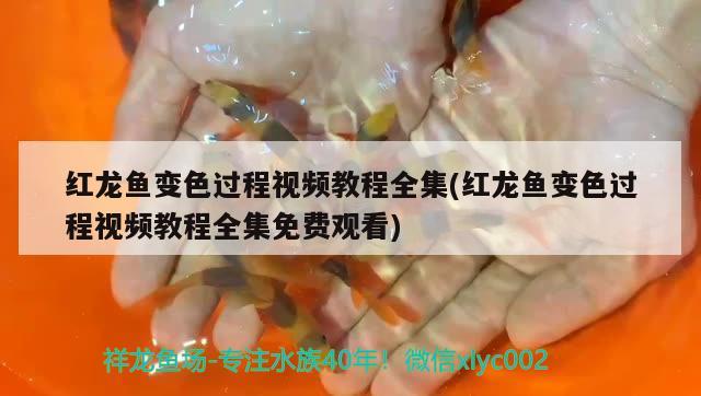 红龙鱼变色过程视频教程全集(红龙鱼变色过程视频教程全集免费观看) 黑帝王魟鱼