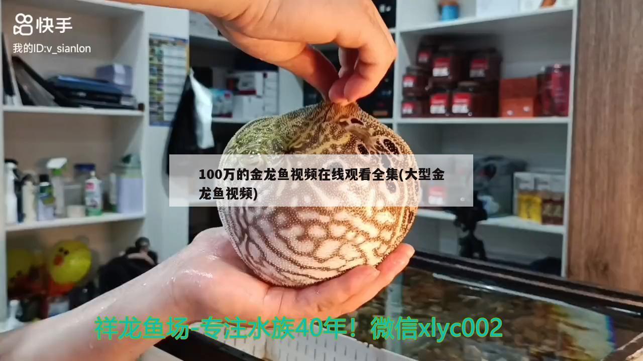 100万的金龙鱼视频在线观看全集(大型金龙鱼视频) 丹顶锦鲤鱼