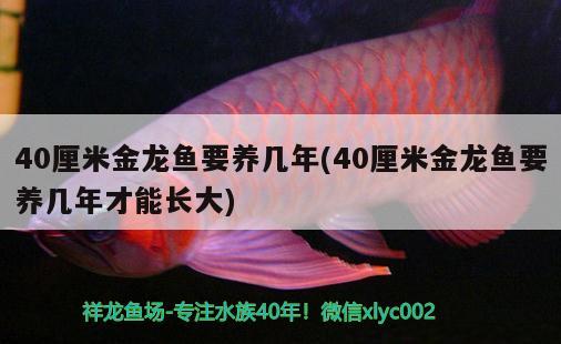 40厘米金龙鱼要养几年(40厘米金龙鱼要养几年才能长大)