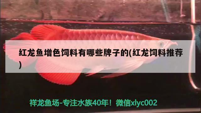 红龙鱼增色饲料有哪些牌子的(红龙饲料推荐) 金老虎鱼