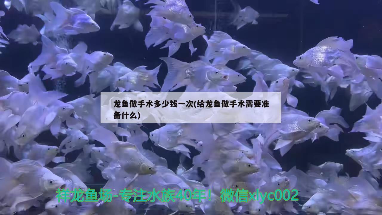 龙鱼做手术多少钱一次(给龙鱼做手术需要准备什么) 水族灯（鱼缸灯）