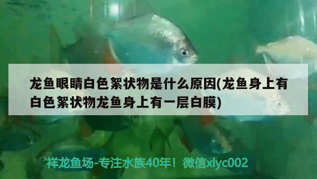 高锰酸钾怎样给鱼缸消毒（高锰酸钾会把鱼毒死吗） 其他品牌鱼缸 第3张