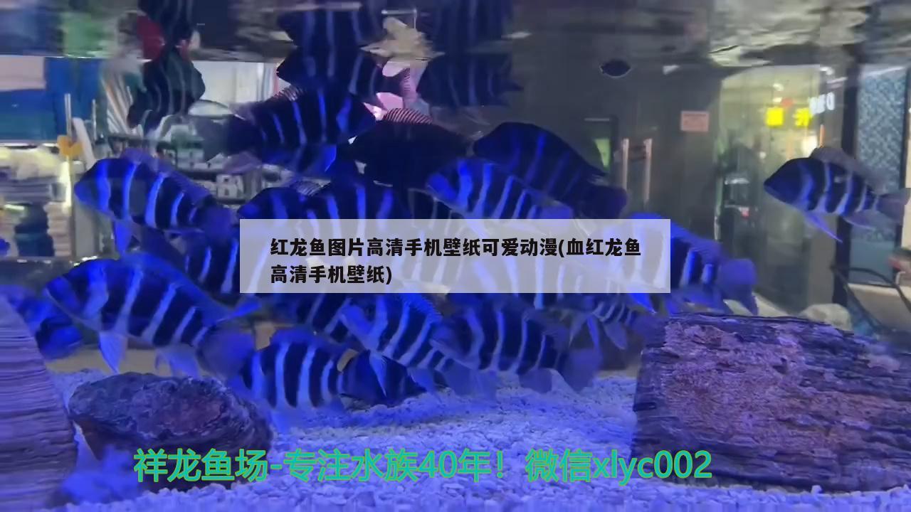 红龙鱼图片高清手机壁纸可爱动漫(血红龙鱼高清手机壁纸)