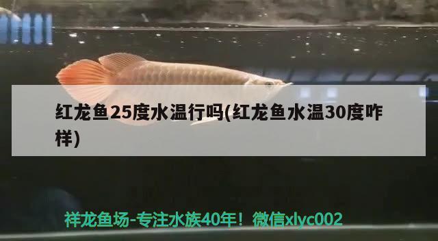 红龙鱼25度水温行吗(红龙鱼水温30度咋样)