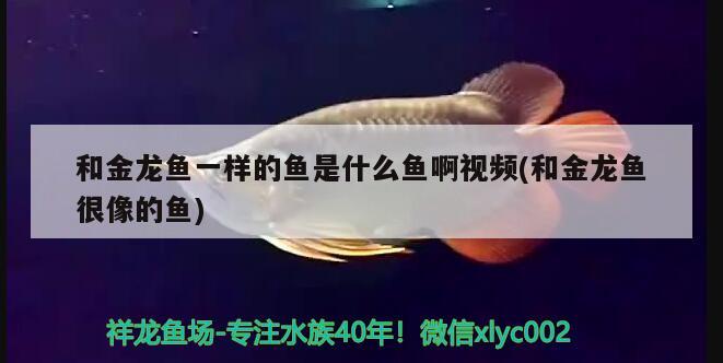 德国黑钻鱼缸专卖店在哪里：德国黑钻水族箱旗舰店 鱼缸/水族箱 第2张