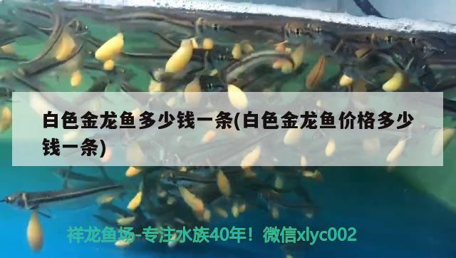 白色金龙鱼多少钱一条(白色金龙鱼价格多少钱一条) 广州水族批发市场