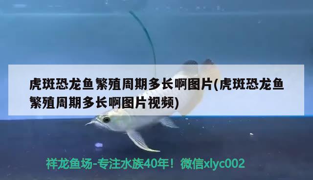 虎斑恐龙鱼繁殖周期多长啊图片(虎斑恐龙鱼繁殖周期多长啊图片视频) 虎斑恐龙鱼