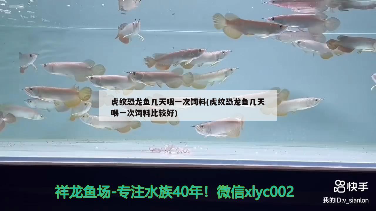 养龙鱼老三样是什么：养龙鱼老三样具体步骤 祥龙水族医院 第3张