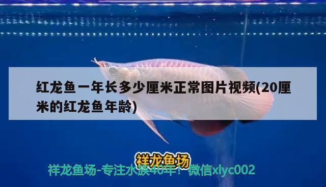 红龙鱼一年长多少厘米正常图片视频(20厘米的红龙鱼年龄) 斑马狗头鱼