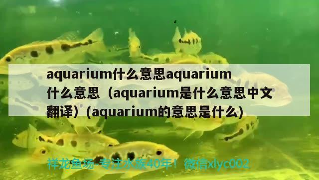 aquarium什么意思aquarium什么意思（aquarium是什么意思中文翻译）(aquarium的意思是什么)