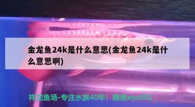 金龙鱼24k是什么意思(金龙鱼24k是什么意思啊) 罗汉鱼批发