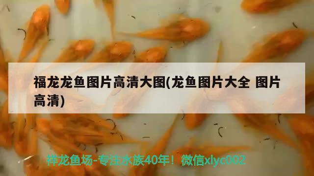 泗水红龙鱼在哪可以买到啊(泗水龙鱼价格) 泗水龙鱼 第2张