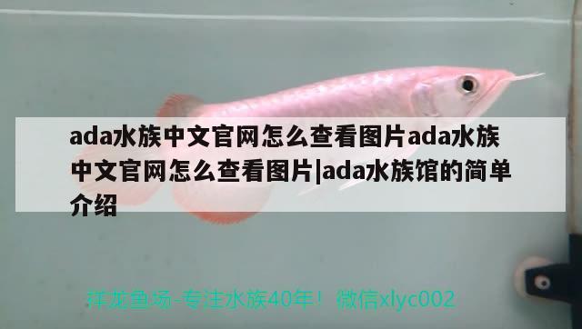 ada水族中文官网怎么查看图片ada水族中文官网怎么查看图片|ada水族馆的简单介绍