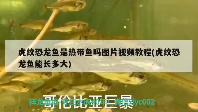 虎纹恐龙鱼是热带鱼吗图片视频教程(虎纹恐龙鱼能长多大) 肥料