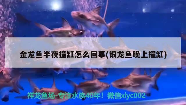 1米的金龙鱼多少钱和一只金龙鱼多少钱一斤金龙鱼多少钱一斤，1米1米的金龙鱼多少钱一只？ 祥龙金禾金龙鱼 第2张