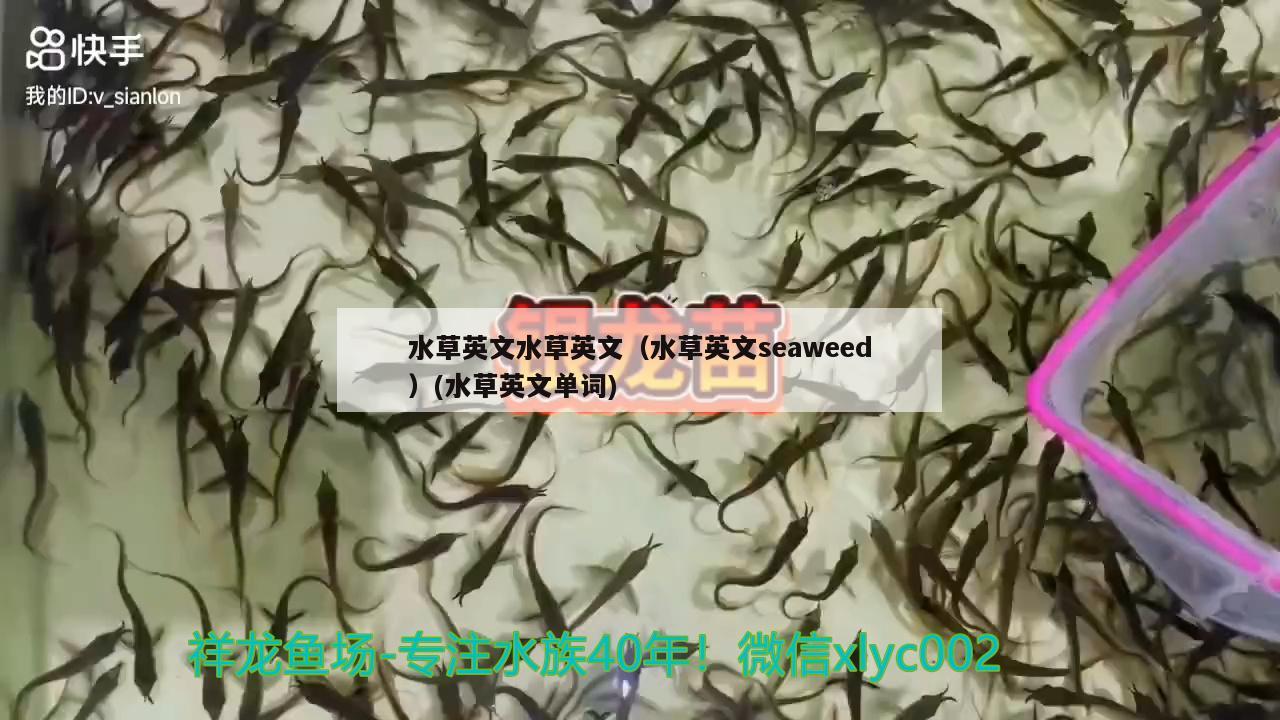 水草英文水草英文（水草英文seaweed）(水草英文单词)