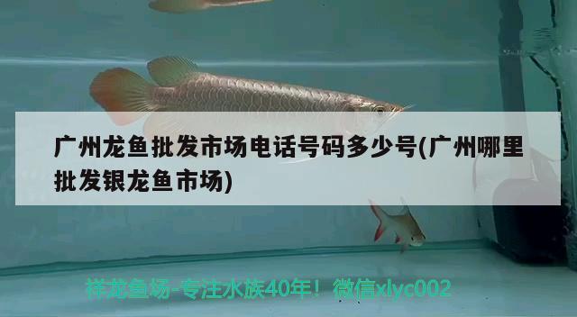 广州龙鱼批发市场电话号码多少号(广州哪里批发银龙鱼市场) 龙鱼批发