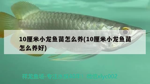 10厘米小龙鱼苗怎么养(10厘米小龙鱼苗怎么养好) 鹦鹉鱼