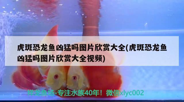 虎斑恐龙鱼凶猛吗图片欣赏大全(虎斑恐龙鱼凶猛吗图片欣赏大全视频) 虎斑恐龙鱼