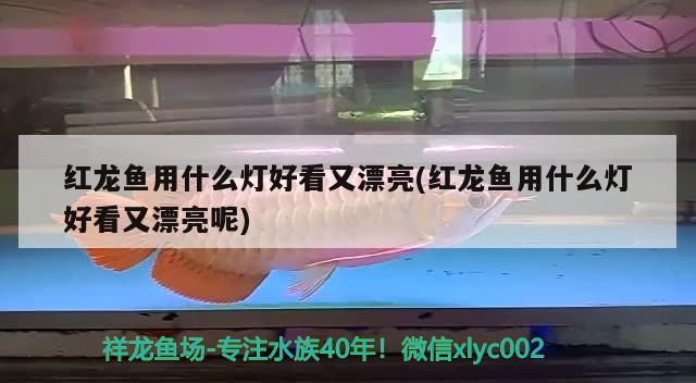 红龙鱼用什么灯好看又漂亮(红龙鱼用什么灯好看又漂亮呢)