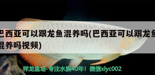 巴西亚可以跟龙鱼混养吗(巴西亚可以跟龙鱼混养吗视频) 巴西亚鱼