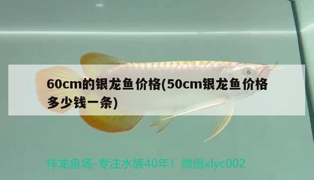 60cm的银龙鱼价格(50cm银龙鱼价格多少钱一条) 银龙鱼