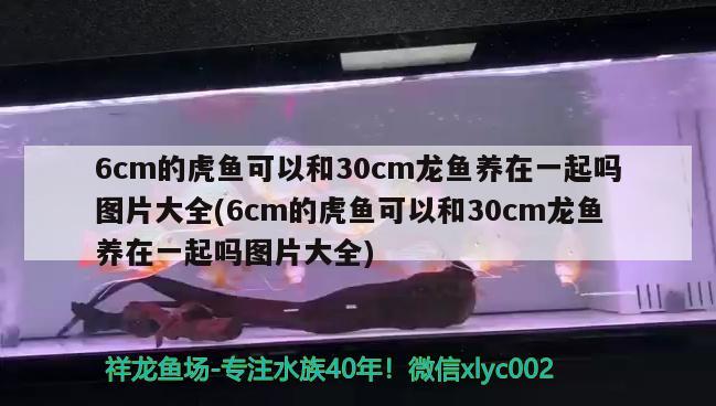 6cm的虎鱼可以和30cm龙鱼养在一起吗图片大全(6cm的虎鱼可以和30cm龙鱼养在一起吗图片大全)