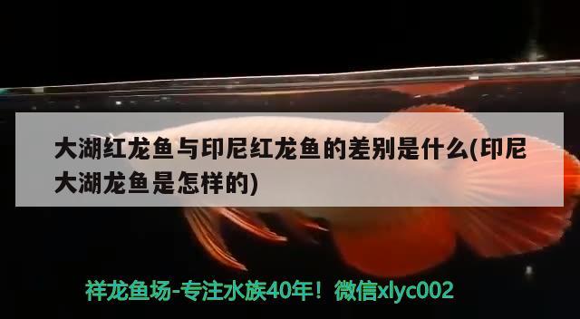 大湖红龙鱼与印尼红龙鱼的差别是什么(印尼大湖龙鱼是怎样的) 大湖红龙鱼